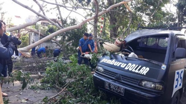 Pohon Sengon Tumbang Timpa 3 Mobil 1 Motor