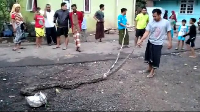 Ular Sanca Sepanjang 6 Meter Berkeliaran di Pemukiman Warga Pabean Cilegon