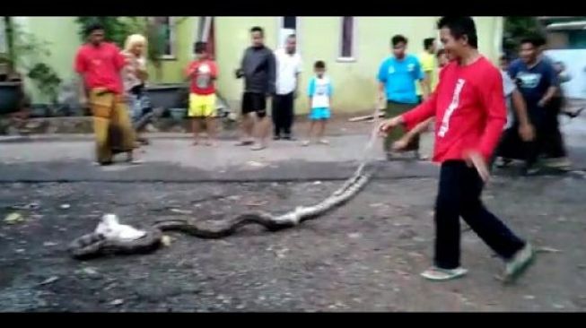 Warga Pabean Cilegon Geger Temukan Ular Sanca 6 Meter