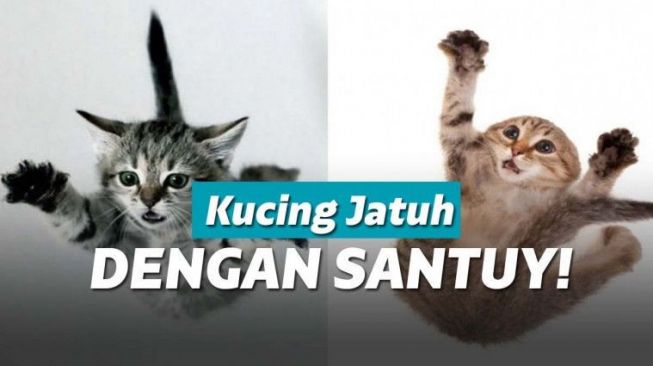 Jatuh dari Atas Genteng, Kucing Ini Mendarat dengan Santuy Tanpa Kesakitan