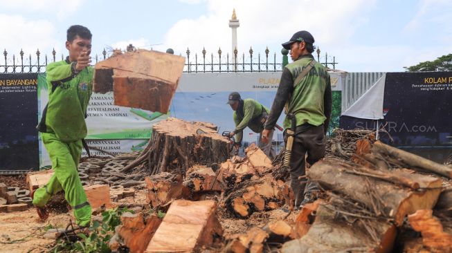 Petugas mengangkut potongan-potongan kayu dari pohon yang tumbang di kawasan IRTI Monas, Jakarta Pusat, Senin (24/2). [Suara.com/Alfian Winanto]
