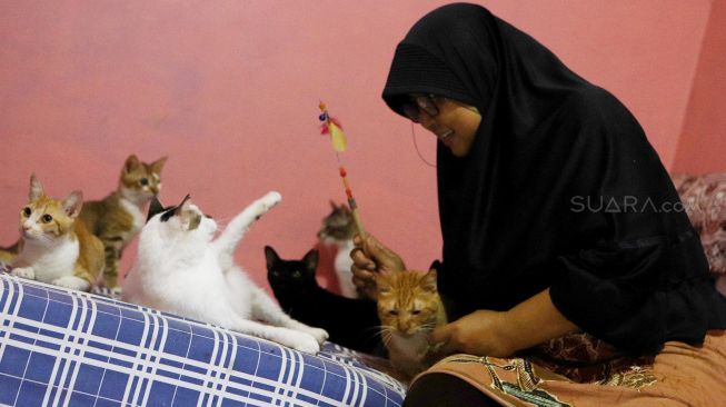 Kisah Dita Agusta Hidup Serumah Bersama Ratusan Kucing