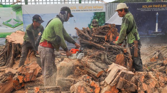 Petugas memotong pohon yang tumbang di kawasan IRTI Monas, Jakarta Pusat, Senin (24/02). [Suara.com/Alfian Winanto]
