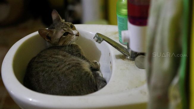 Seekor kucing berada di atas wastafel di Rumah Kucing Parung, Kabupaten Bogor, Jawa Barat, Rabu (19/2). [Suara.com/Angga Budhiyanto]