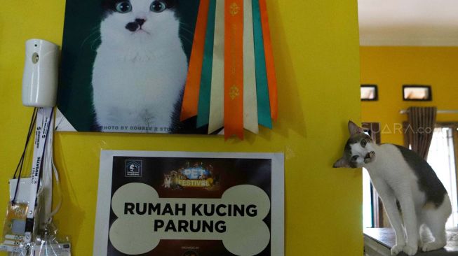 Kisah Dita Agusta Hidup Serumah Bersama Ratusan Kucing