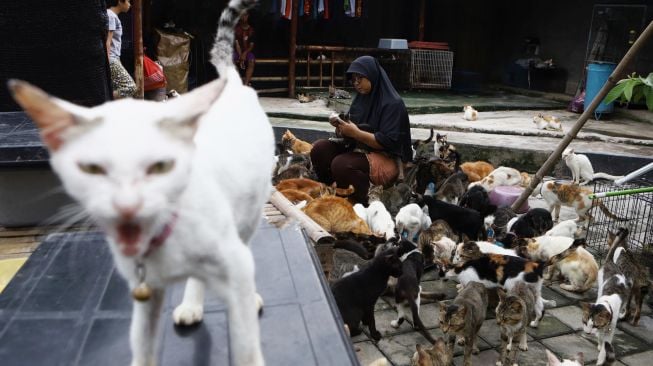 Dita Agusta (45) memberi makan kepada sejumlah kucing di Rumah Kucing Parung, Kabupaten Bogor, Jawa Barat, Rabu (19/2). [Suara.com/Angga Budhiyanto]