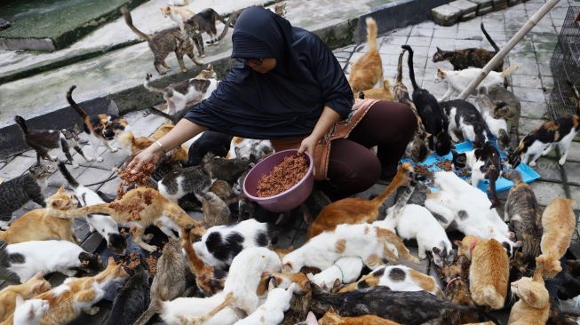 Dita Agusta (45) memberi makan kepada sejumlah kucing di Rumah Kucing Parung, Kabupaten Bogor, Jawa Barat, Rabu (19/2). [Suara.com/Angga Budhiyanto]