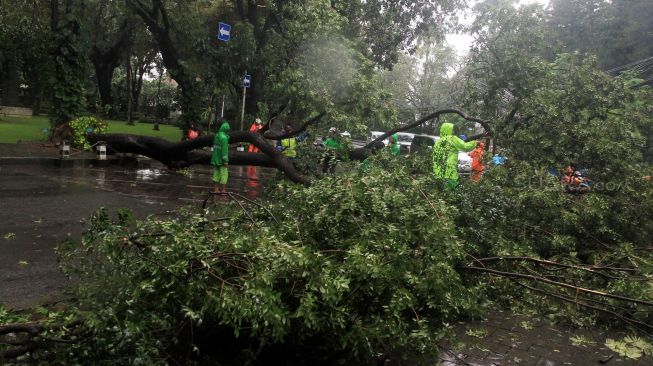 Sejumlah petugas memotong pohon roboh di depan rumah dinas Gubernur DKI Jakarta Anies Baswedan Jalan Taman Suropati, Jakarta, Selasa (25/2). [Suara.com/Oke Atmaja]