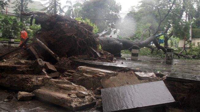 Petugas memotong pohon roboh di depan rumah dinas Gubernur DKI Jakarta Anies Baswedan Jalan Taman Suropati, Jakarta, Selasa (25/2). [Suara.com/Oke Atmaja]