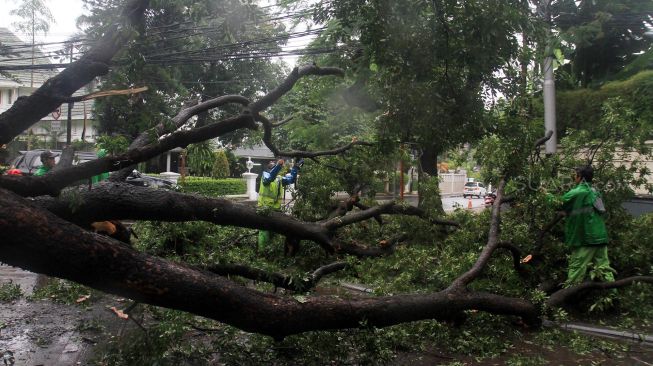 Petugas memotong pohon roboh di depan rumah dinas Gubernur DKI Jakarta Anies Baswedan Jalan Taman Suropati, Jakarta, Selasa (25/2). [Suara.com/Oke Atmaja]