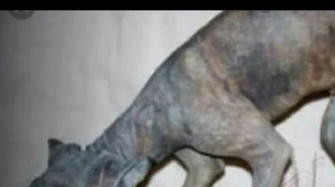 Foto Hewan Diduga Pemangsa Kambing Beredar di WA Warga Wonogiri, Cek Fakta!