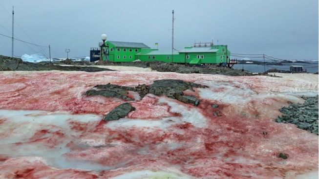 Terungkap! Alasan Salju Darah Muncul di Antartika