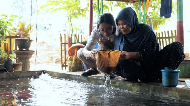 Jadi Sumber Nafkah, Ini Proses Budidaya Cacing Sutra di Kampung Cacing