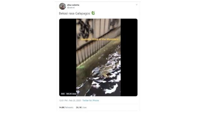 Iguana berenang bebas saat banjir. [Twitter]