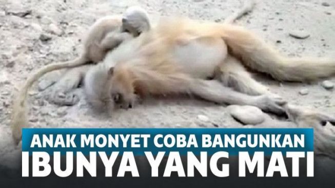 Anak Monyet Ini Menangis dan Berusaha Bangunkan Ibunya yang Mati!