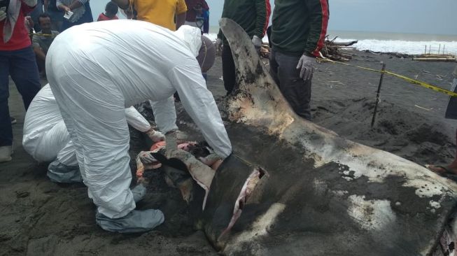 Ini Penampakan Hiu Paus yang Terdampar dan Akhirnya Mati di Pantai Congot