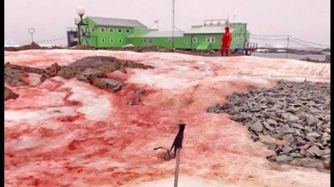 Penampakan fenomena es merah darah [Andrey Zotov/National Antarctic Scientific Centre of Ukraine/Ministry of Education and Science of Ukraine].