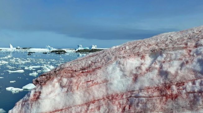 Penampakan fenomena es merah darah di gigir sebuah tebing di Antarktika [Andrey Zotov/National Antarctic Scientific Centre of Ukraine/Ministry of Education and Science of Ukraine].