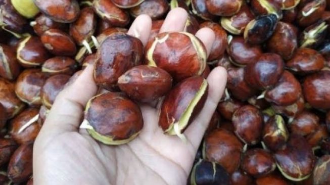 Harga Jengkol di Lebak Kalahkan Daging Ayam