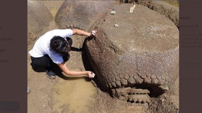 Fosil Armadilo sebesar Beetle Volkswagen. [Twitter]
