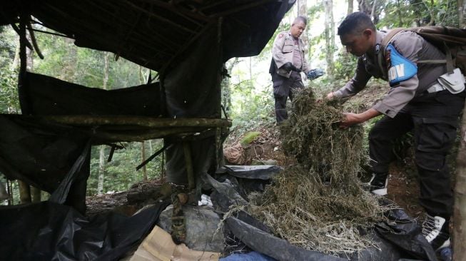 Personil Polres Aceh Besar menyita ganja kering di pondok petani di ladang ganja kawasan pegunungan Kuta Malaka, Aceh Besar, Aceh, Rabu (4/3). [ANTARA FOTO/Irwansyah Putra]