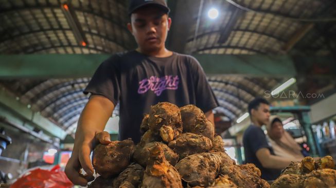 Pedagang merapikan temulawak dagangannya di Pasar Induk Kramat Jati, Jakarta Timur, Jumat (6/3). [Suara.com/Alfian Winanto]
