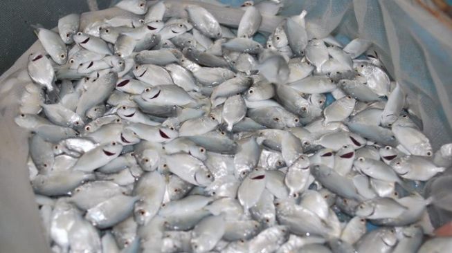 KKP Dorong Pembudidaya Kembangkan Komoditas Bawal Bintang