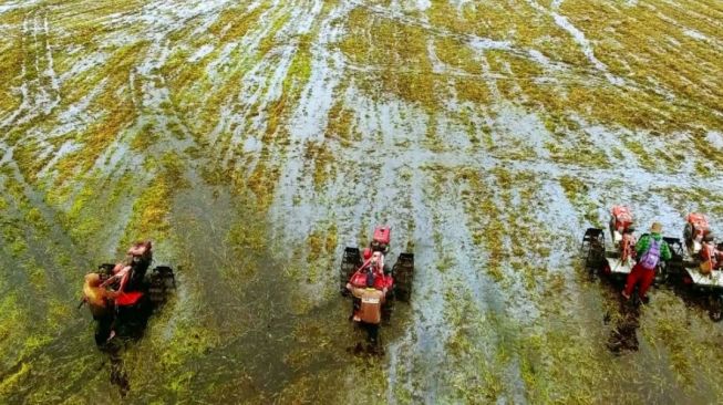 Program Optimalisasi Rawa Berefek Positif, Luas Sawah di Banjar Meningkat