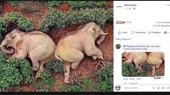 Foto Gajah Mabuk yang Viral Rupanya Hoaks! Begini Kisah Sebenarnya