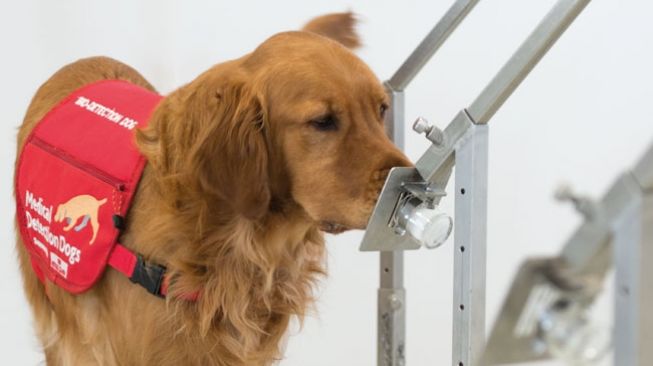 Anjing pendeteksi virus dan penyakit (dok:Medical Detection Dogs)