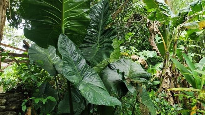 Meski Berkurang, Daluga di Miangas Alternatif Makanan di Tengah Corona