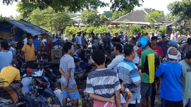 Pasar Burung Masbagik Tetap Ramai, Pengunjung Bilang Hobi Susah Dilarang