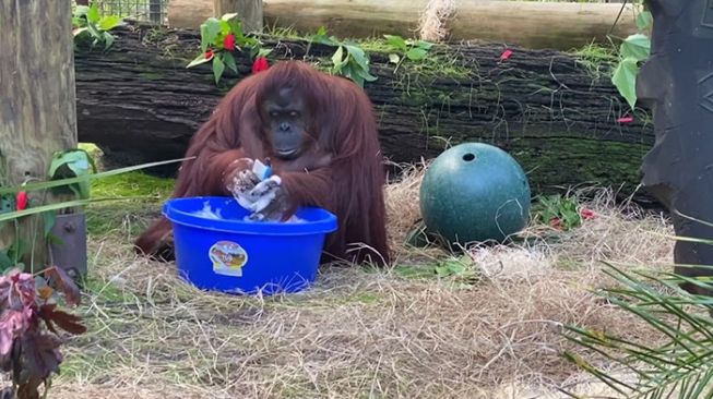 Viral Video Orangutan Rajin Cuci Tangan, Masa Kamu Enggak?