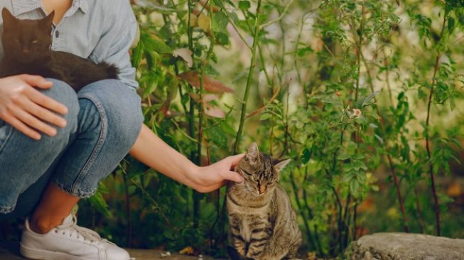 Heboh! Anak Kucing Meninggal Akibat Covid-19 Usai Tertular Pemilik