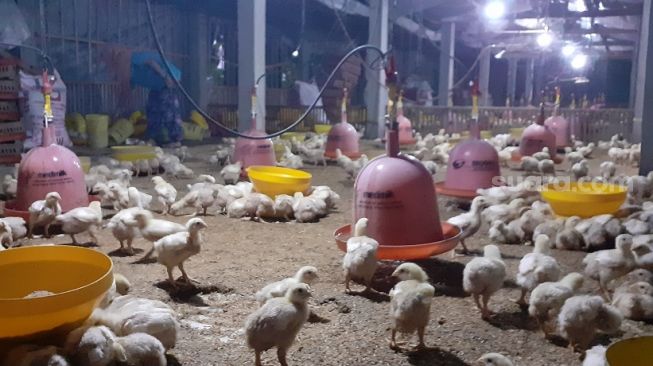 Curhat Peternak Ayam Kala Wabah Corona: Harga Pakan Naik, Daging Ayam Turun