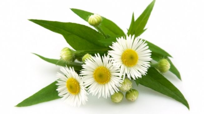 Ilustrasi bunga chamomile. (Shutterstock)