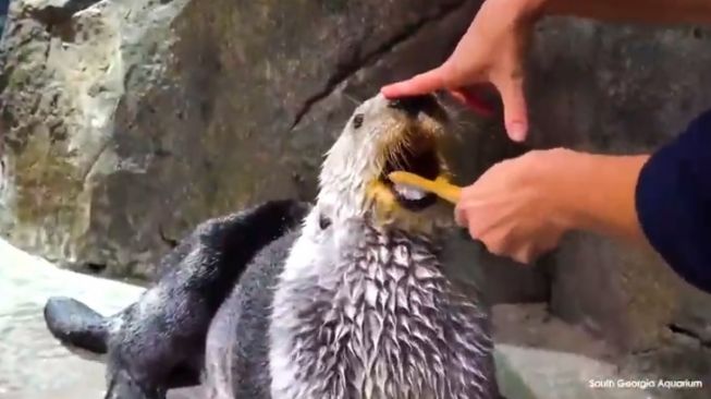 Aktivitas hewan di kebun binatang saat lockdown. [YouTube/@IFLScience Official]