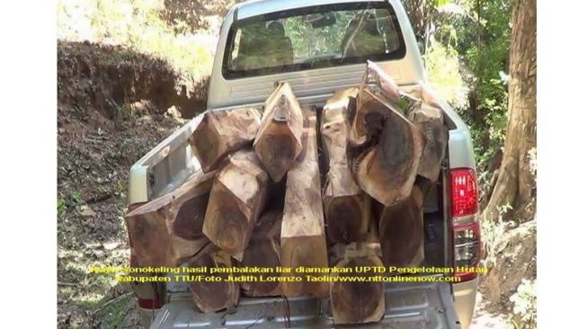 Tersangka Ilegal Logging Sonokeling, Zet Tatengkeng Cs jadi tahanan