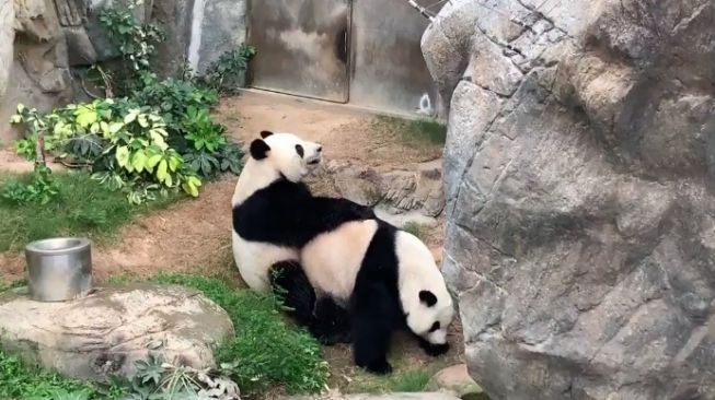 Gegara Lockdown Sepasang Panda  Ini Akhirnya Kawin Setelah 