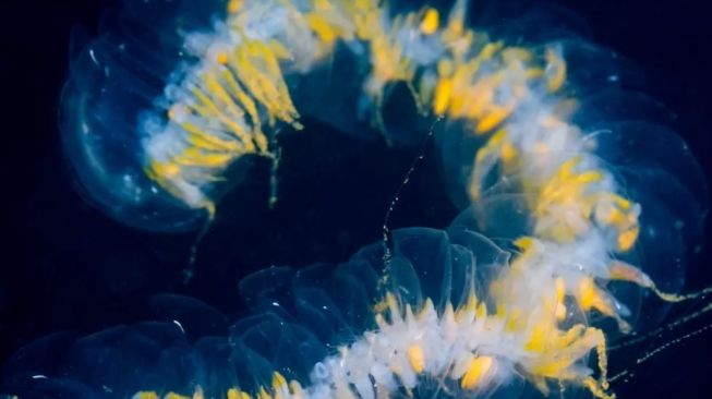 Binatang terpanjang di dunia, Siphonophore. [Montereybayaquarium.org]