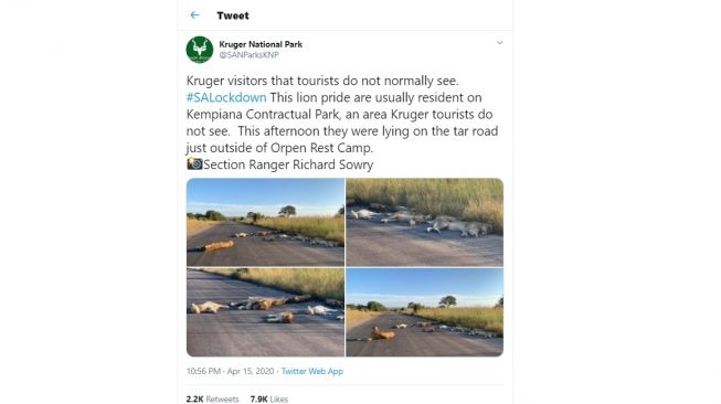 Singa Taman Nasional Kruger, Afrika Selatan tidur di tengah jalan (Twitter/SANParksKNP)