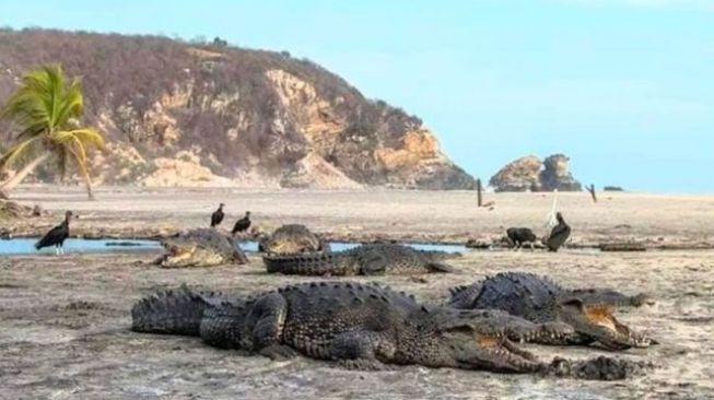 Corona melanda, buaya menguasai pantai Meksiko (ist)