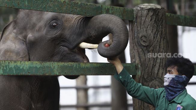 Petugas memberikan makan kepada seekor gajah di Taman Margasatwa Ragunan, Jakarta, Senin (20/4). [Suara.com/Angga Budhiyanto]
