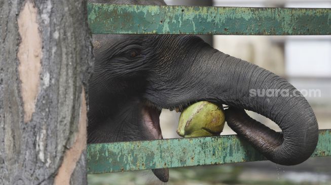 Seekor gajah memakan buah kelapa yang diberikan oleh petugas di Taman Margasatwa Ragunan, Jakarta, Senin (20/4). [Suara.com/Angga Budhiyanto]
