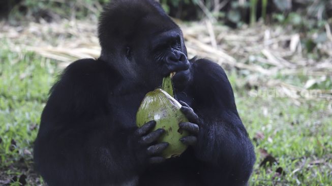 Seekor gorila memakan buah kelapa yang diberikan oleh petugas di Taman Margasatwa Ragunan, Jakarta, Senin (20/4). [Suara.com/Angga Budhiyanto]