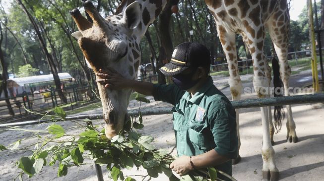 Petugas memberikan makanan kepada seekor jerapah di Taman Margasatwa Ragunan, Jakarta, Senin (20/4). [Suara.com/Angga Budhiyanto]