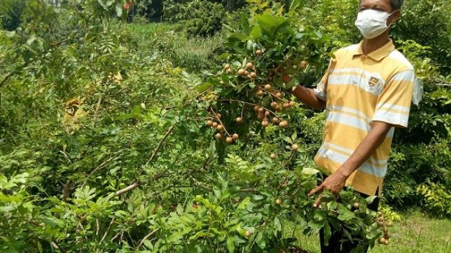 Wisata Petik Kelengkeng di Sragen Ditutup, Petani Pilih Jual Online