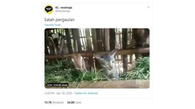 Postingan warganet kucing makan rumput. [Twitter]