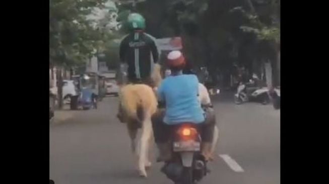 Viral Pria Berjaket Ojol Susuri Jalanan Naik Kuda, Motor  Ke Mana Bang?