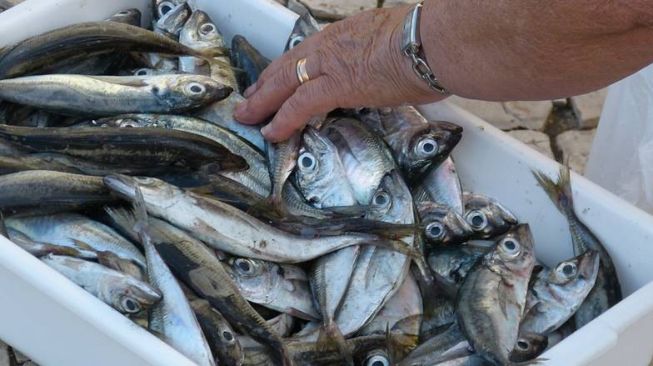  Dinas Kelautan dan Perikanan Gorontalo Sediakan 60 Ton Ikan